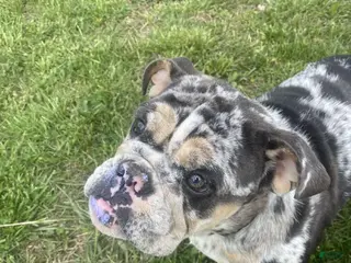 English Bulldog dogs English Bulldog Puppy 2 - Ad 19