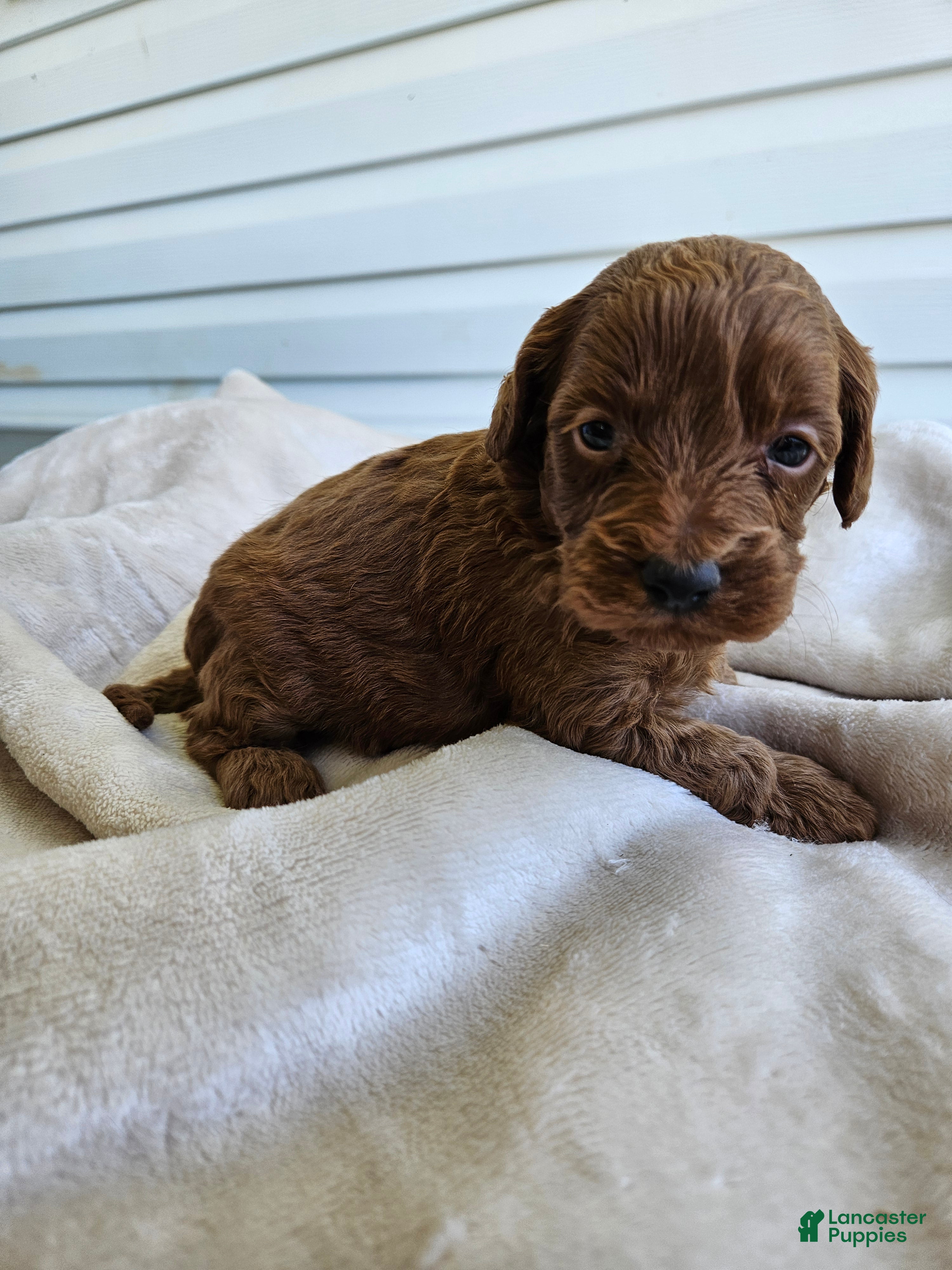 Cavapoo dogs Jet - Ad 30