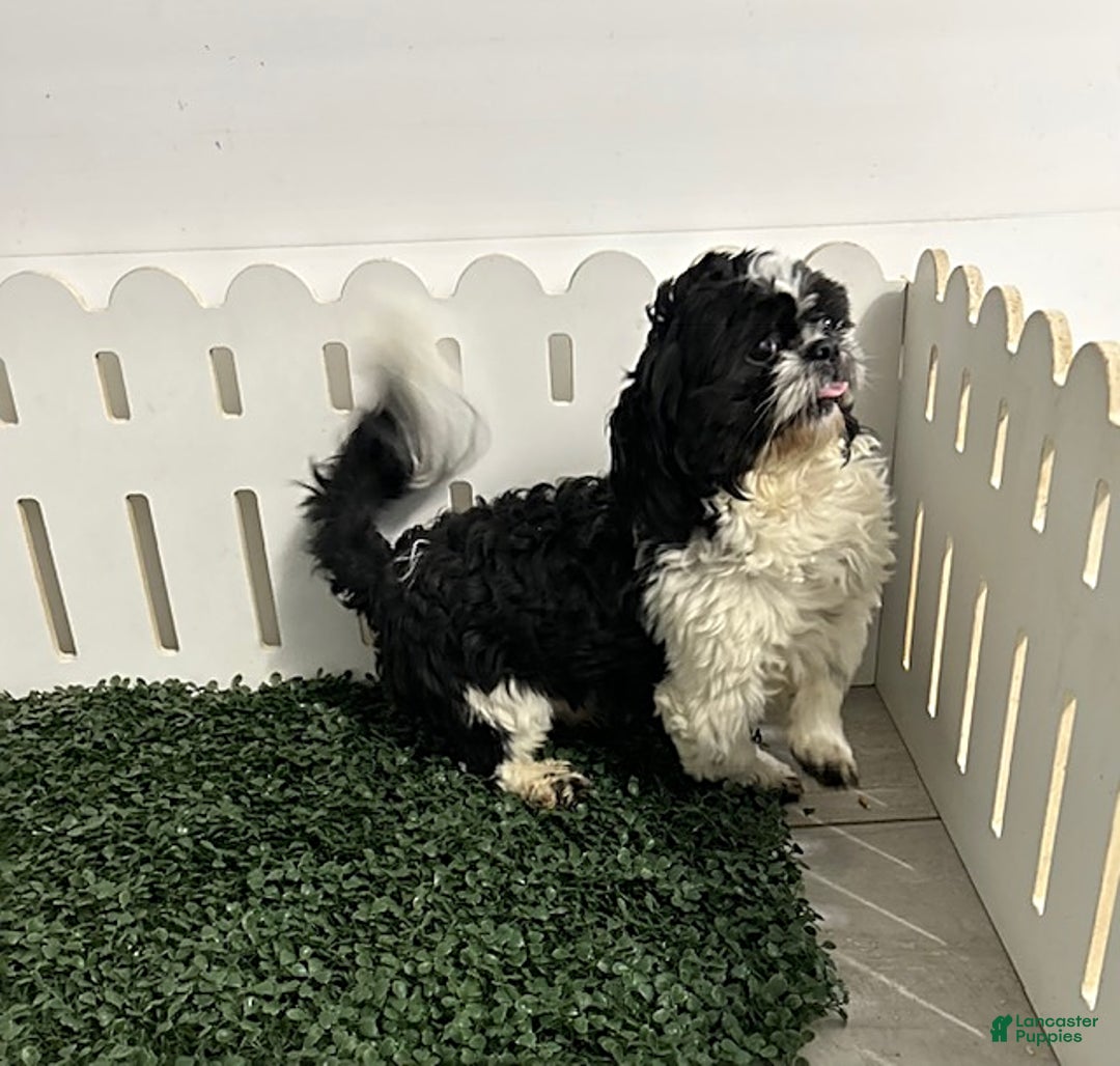 Shih Tzu dogs for sale: Buster - Ad 4