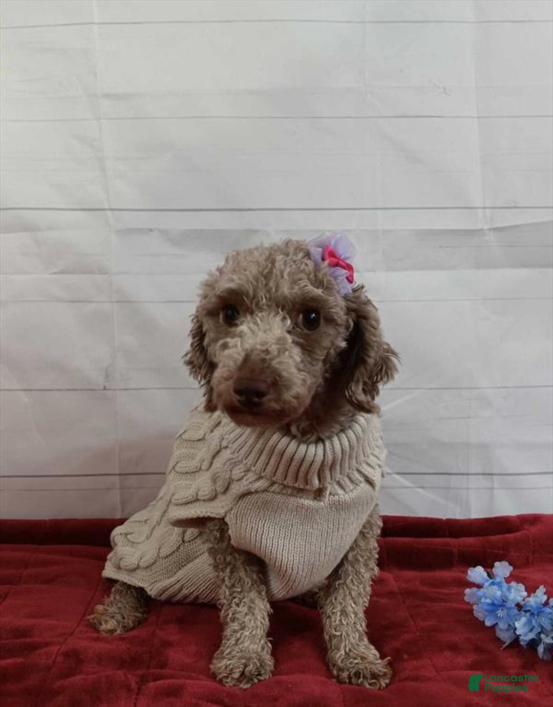 Toy Poodle dogs for sale: Toy Poodle Puppy 1 - Ad 7