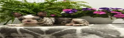 Boston Terrier dogs for sale: Gretel - Ad 4
