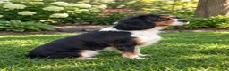 Cavapoo dogs for sale: Winnie - Ad 13
