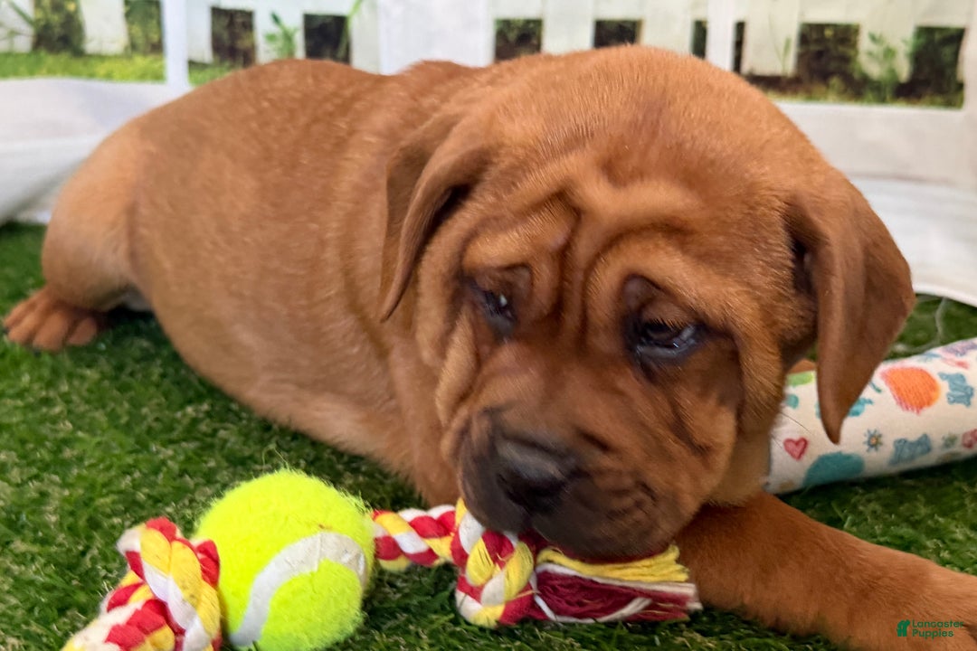 Mixed Breed dogs for sale: Mixed Breed Puppy 5 - Ad 3