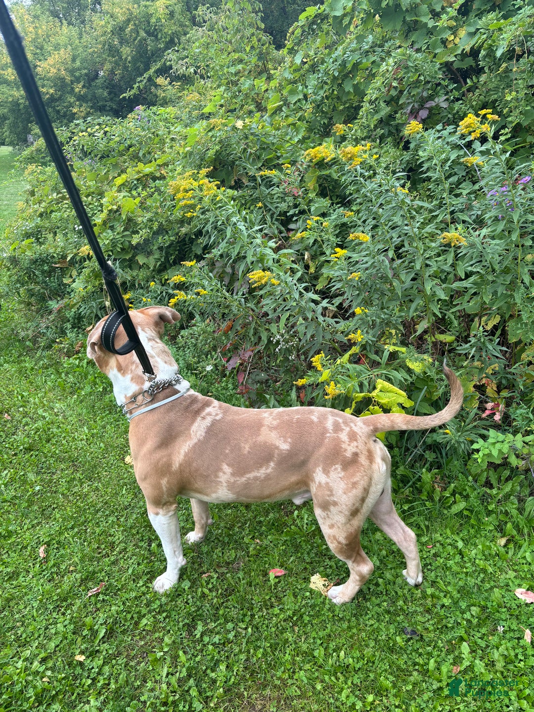 American Bully dogs for sale: Jupiter - Ad 3