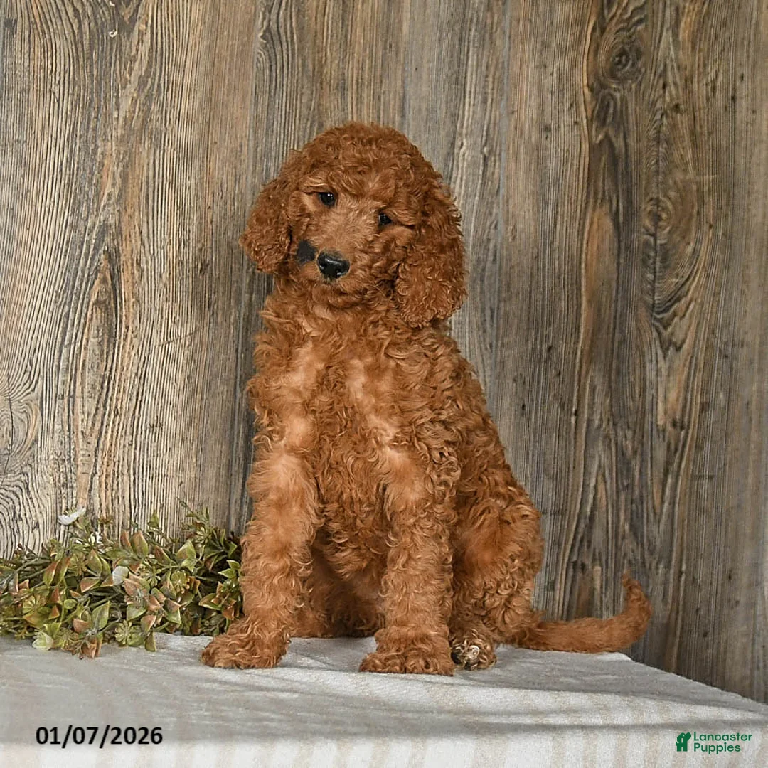 Goldendoodle dogs for sale: Espresso - Ad 3
