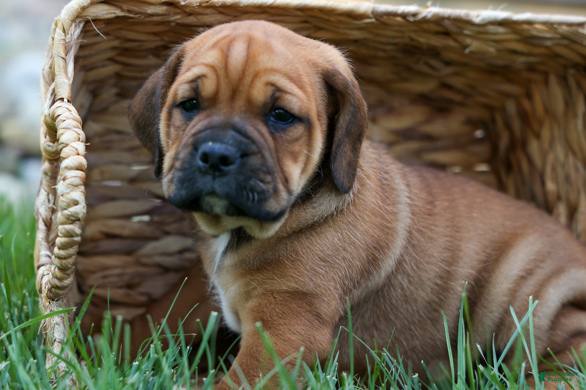 Beabull dogs Axel 💙🐾 - Ad 1