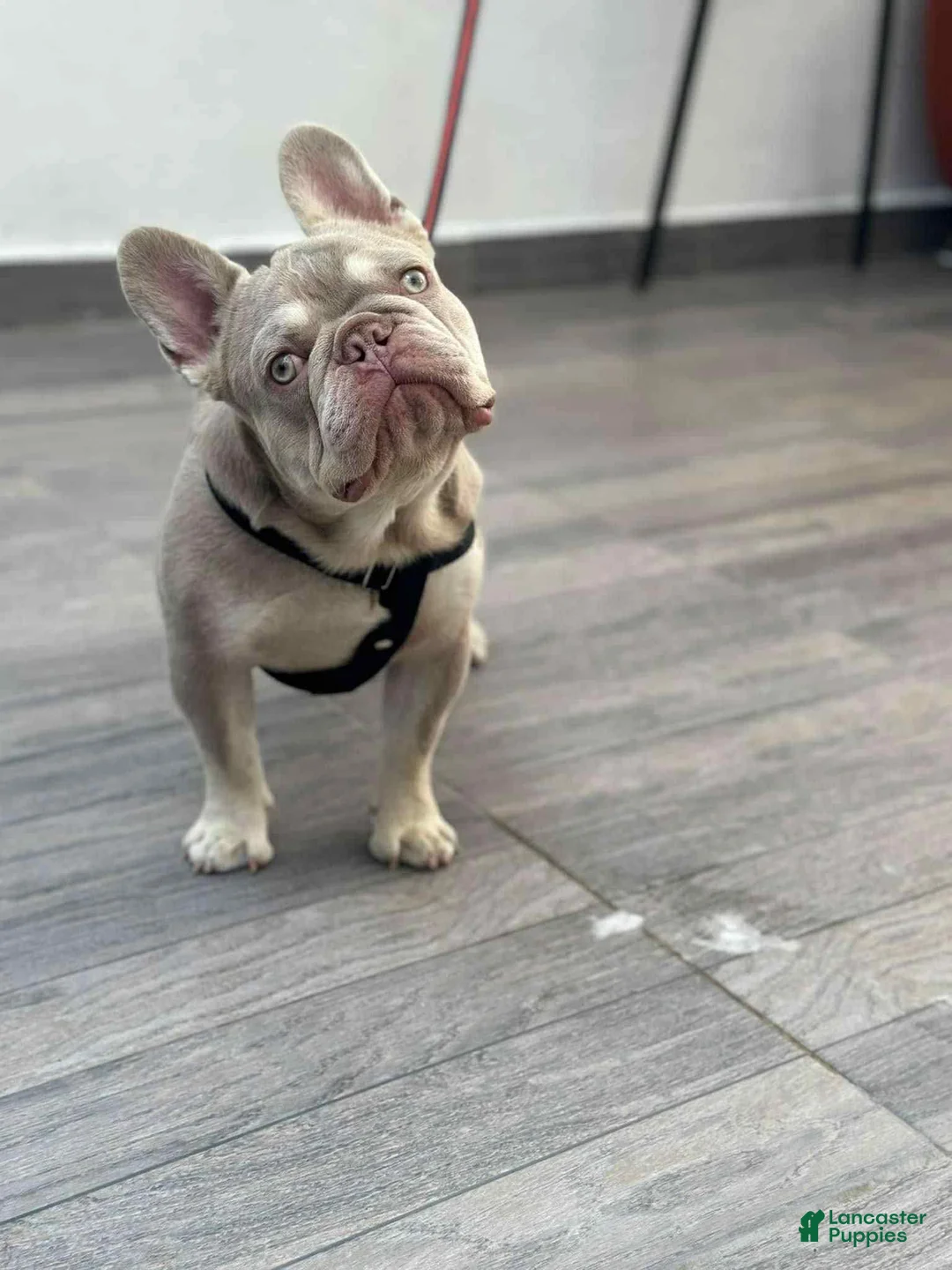 French Bulldog dogs for sale: Sonic - Ad 4