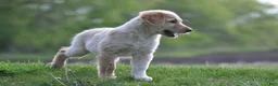Mixed Breed dogs for sale: Little Buddy - Ad 3