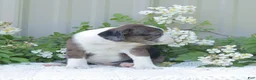 English Bulldog dogs for sale: Jenny - Ad 5