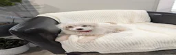 Pomapoo dogs for sale: Bunny - Ad 4
