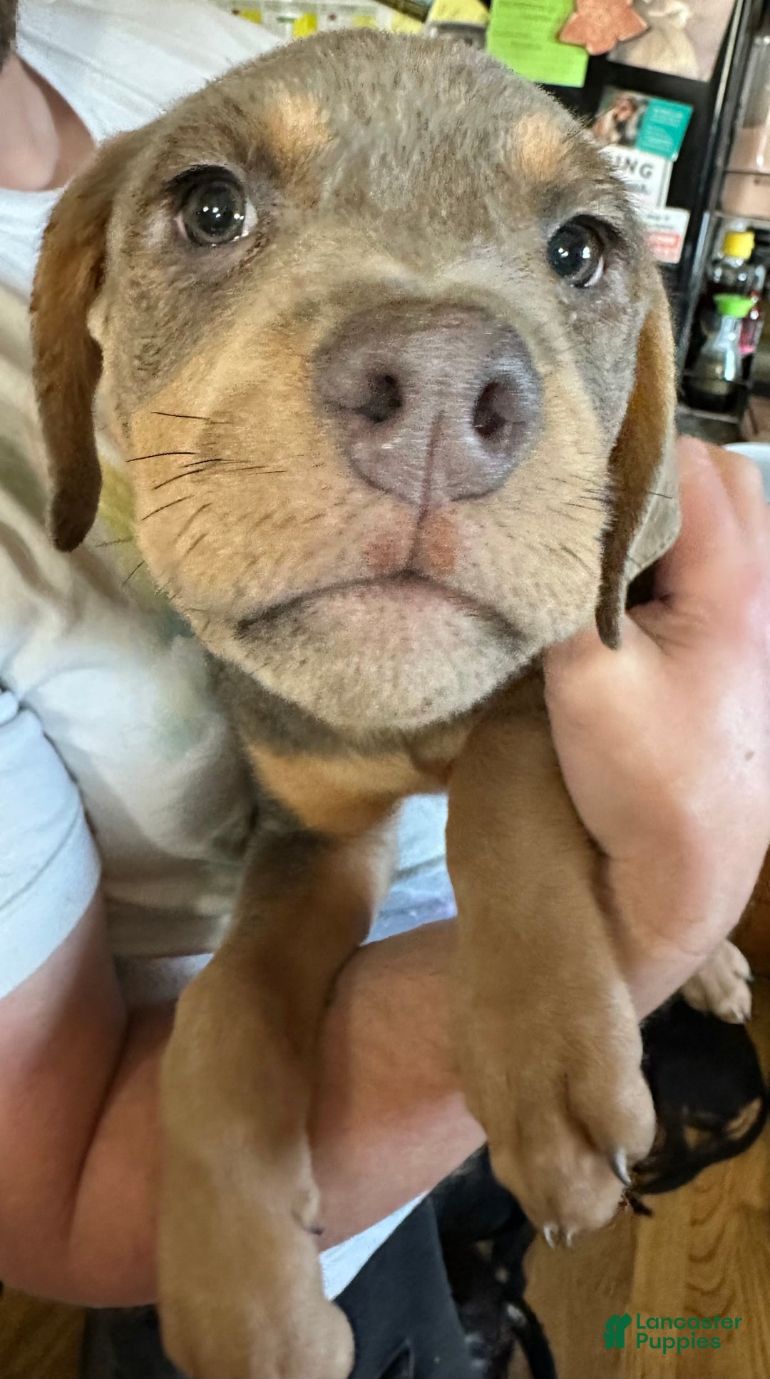 Mixed Breed dogs for sale: Cane Corso-Rottweiler - Ad 9