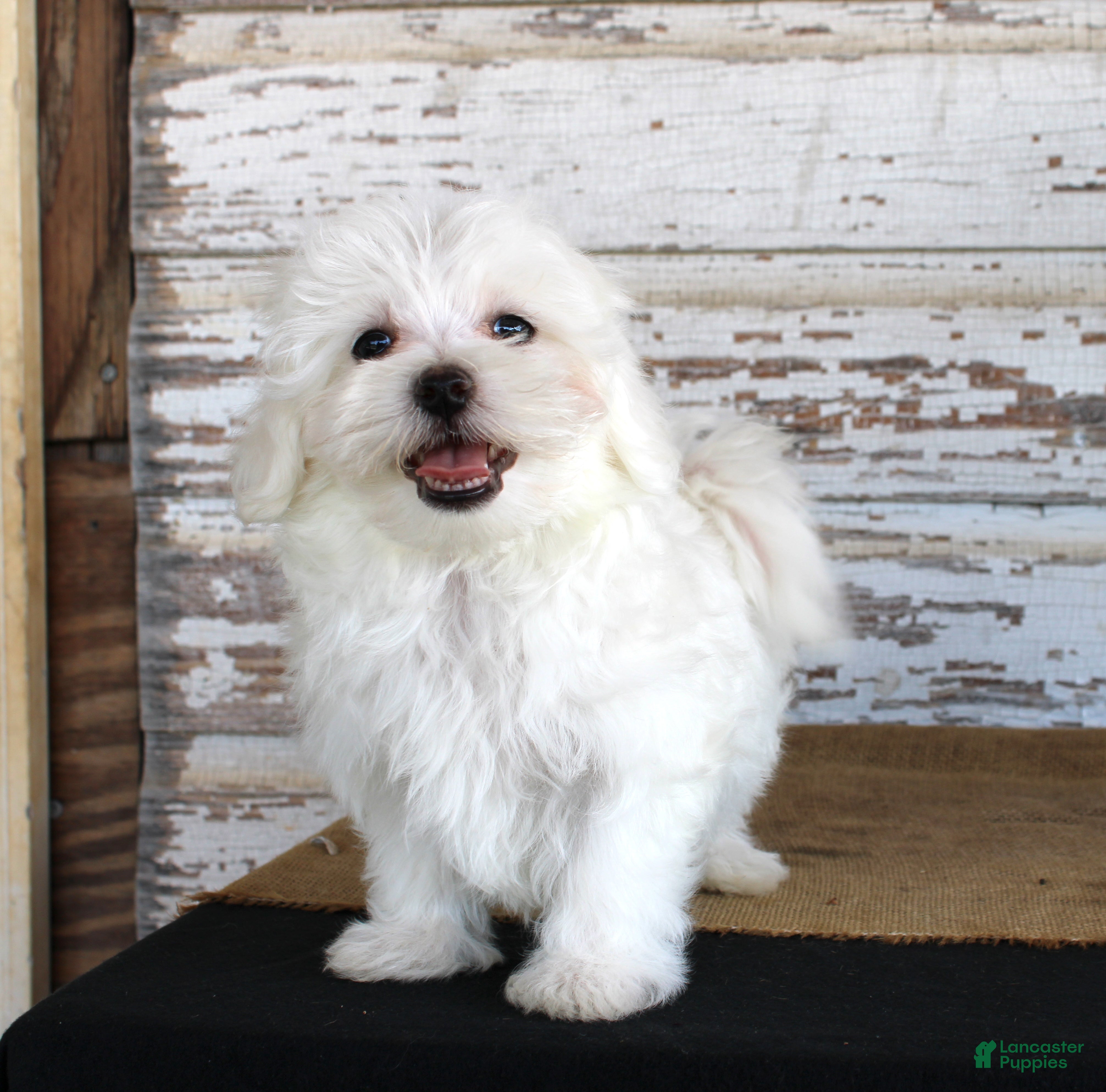Maltese dogs Tuffy - Ad 38