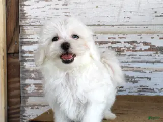 Maltese dogs Tuffy - Ad 38