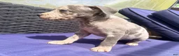 American Bully dogs for sale: "JAY Z" BLUE MERLE - Ad 5