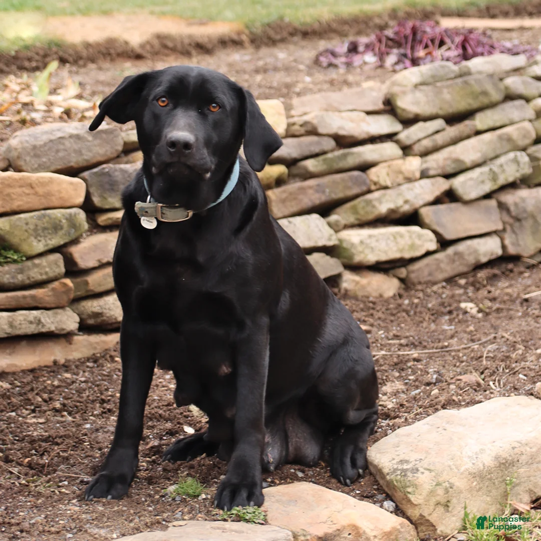 Labradoodle dogs for sale: Duke - Ad 4
