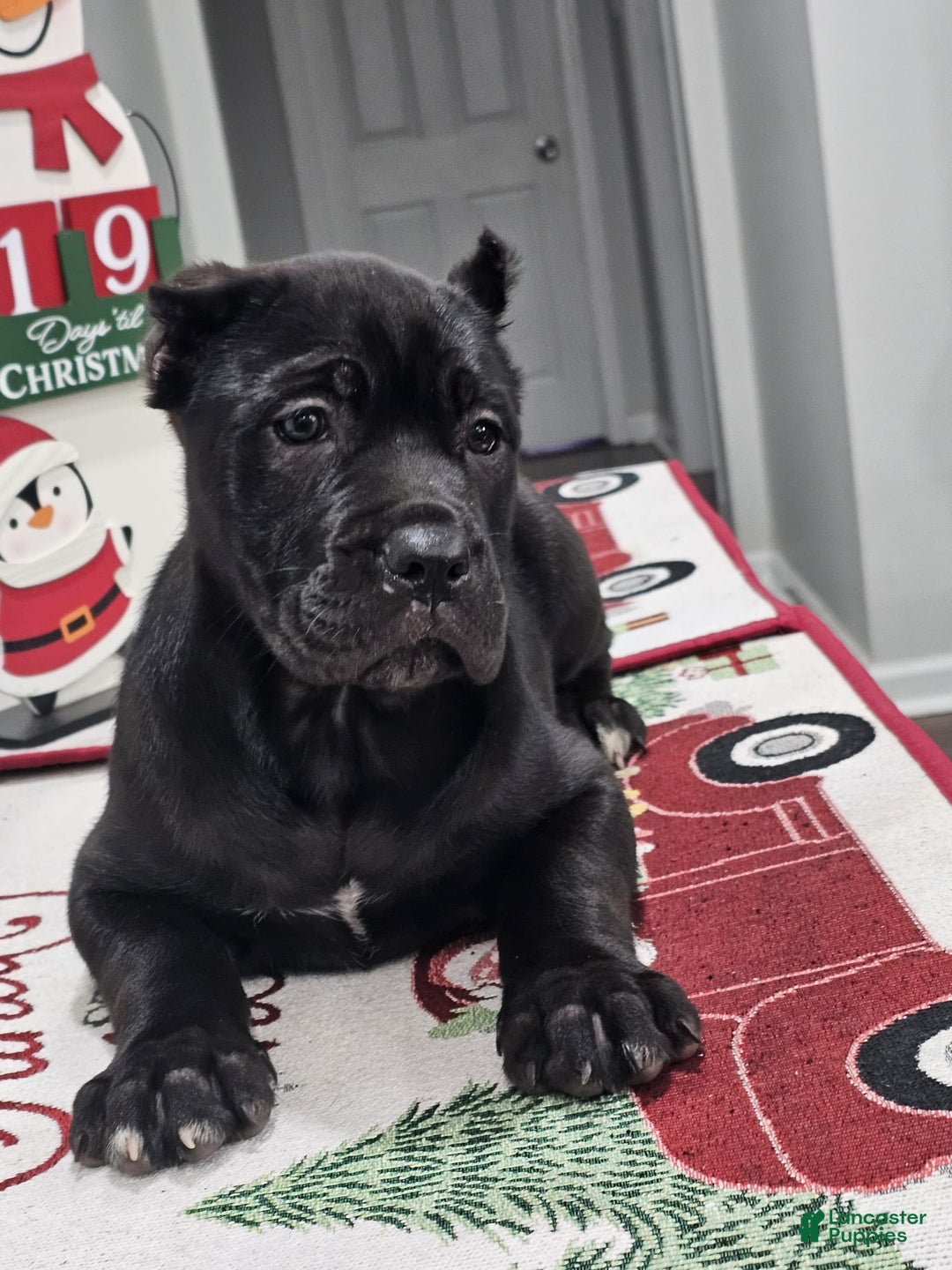 Cane Corso dogs for sale: GRACE - Ad 5