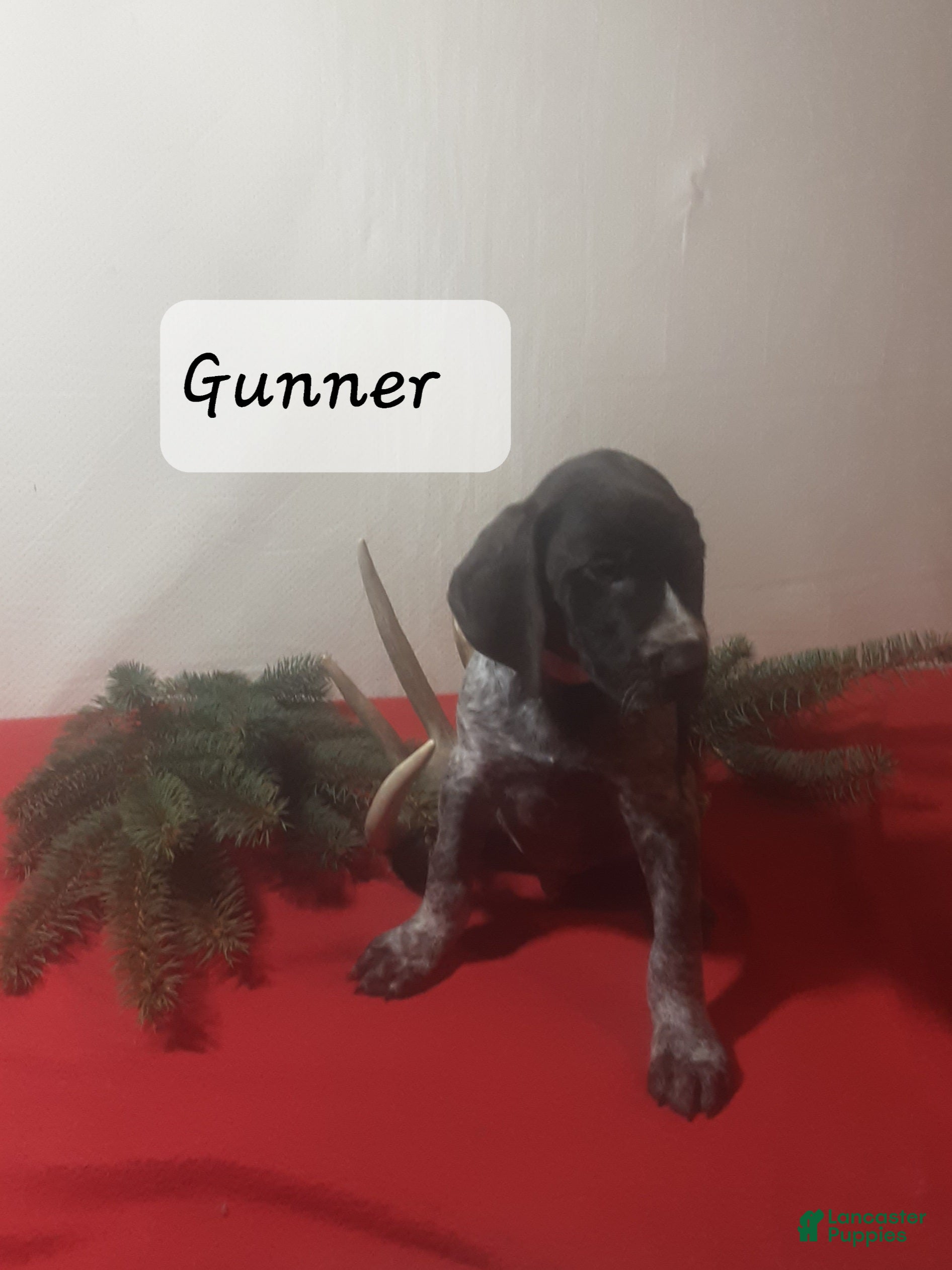German Shorthaired Pointer dogs Gunner - Ad 5