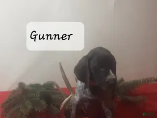 German Shorthaired Pointer dogs Gunner - Ad 10