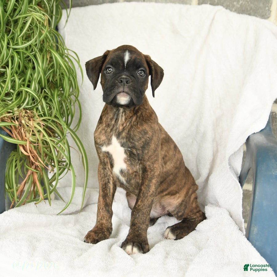 Boxer dogs Frank  - Ad 2