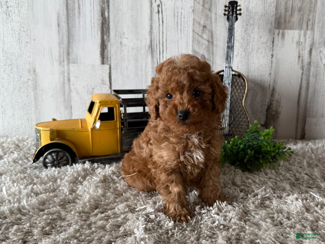 Toy Poodle dogs for sale: Valor - Ad 2