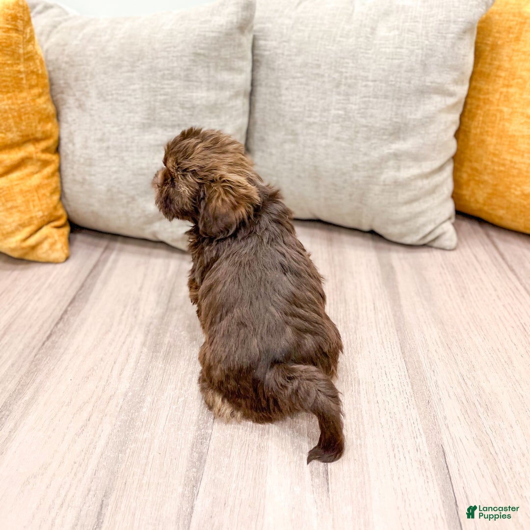 Shih Tzu dogs for sale: Layla - Ad 6