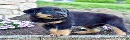 Rottweiler dogs for sale: Rudy - Ad 3