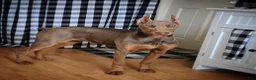 Doberman Pinscher dogs for sale: Ferrari - Ad 7