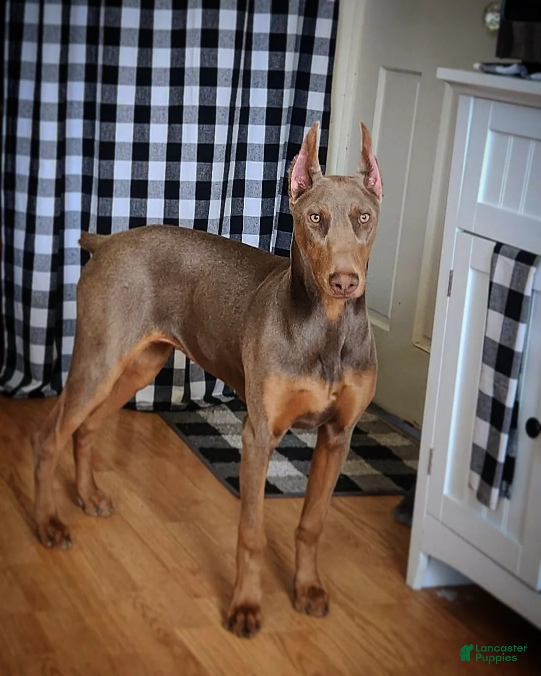 Doberman Pinscher dogs for sale: Ferrari - Ad 7