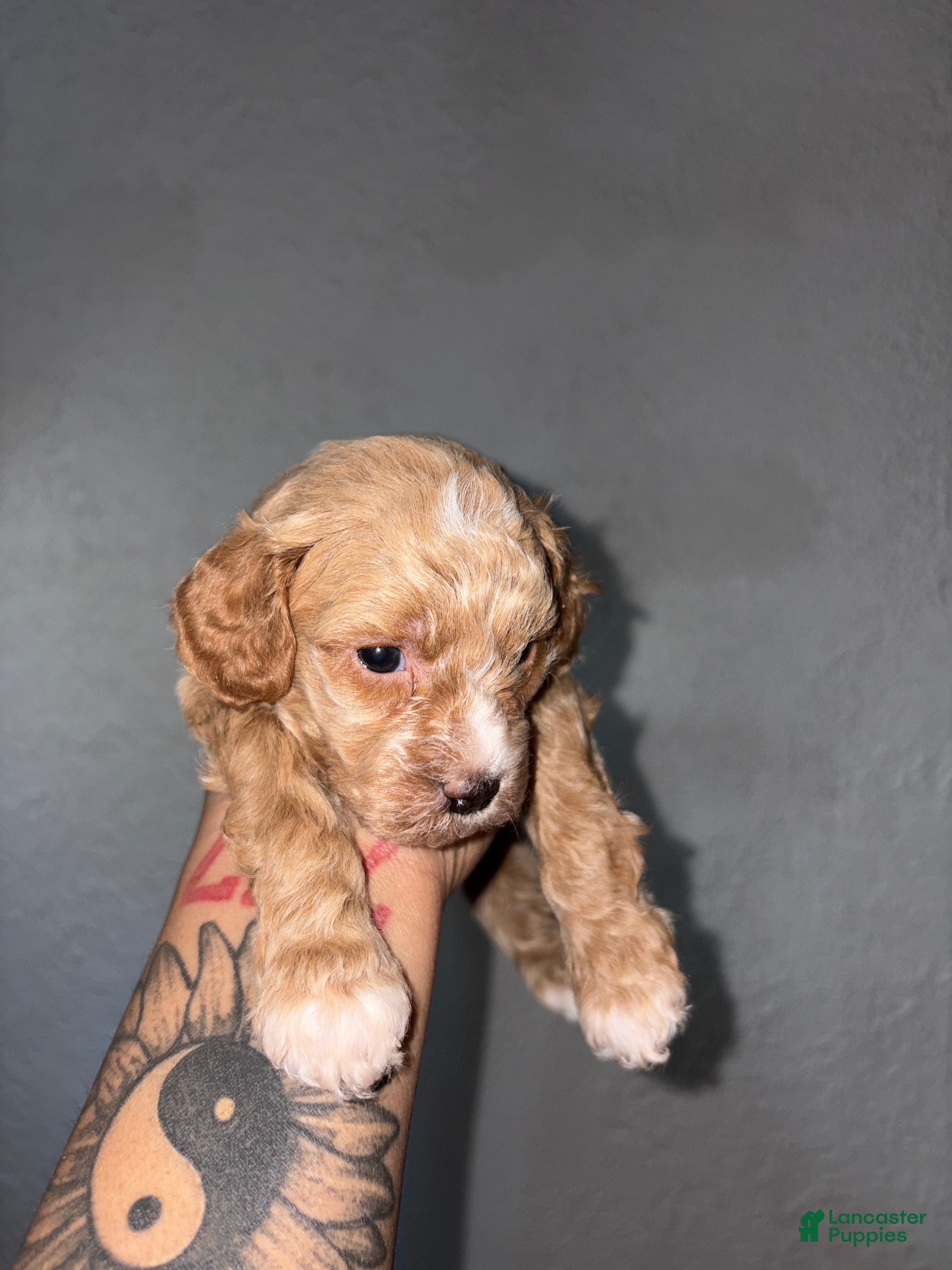 Shihpoo dogs Bentley - Ad 2