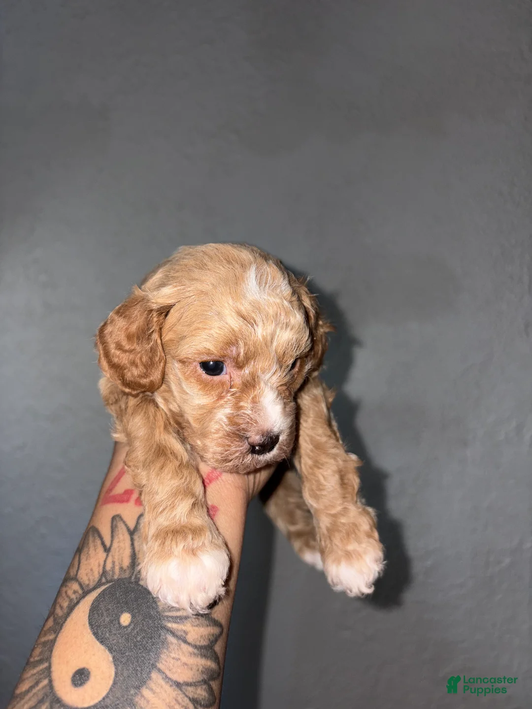 Shihpoo dogs for sale: Bentley - Ad 2