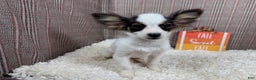 Papillon dogs for sale: Papillon Puppy 3 - Ad 4