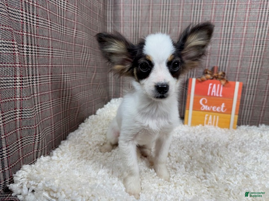Papillon dogs for sale: Papillon Puppy 3 - Ad 4