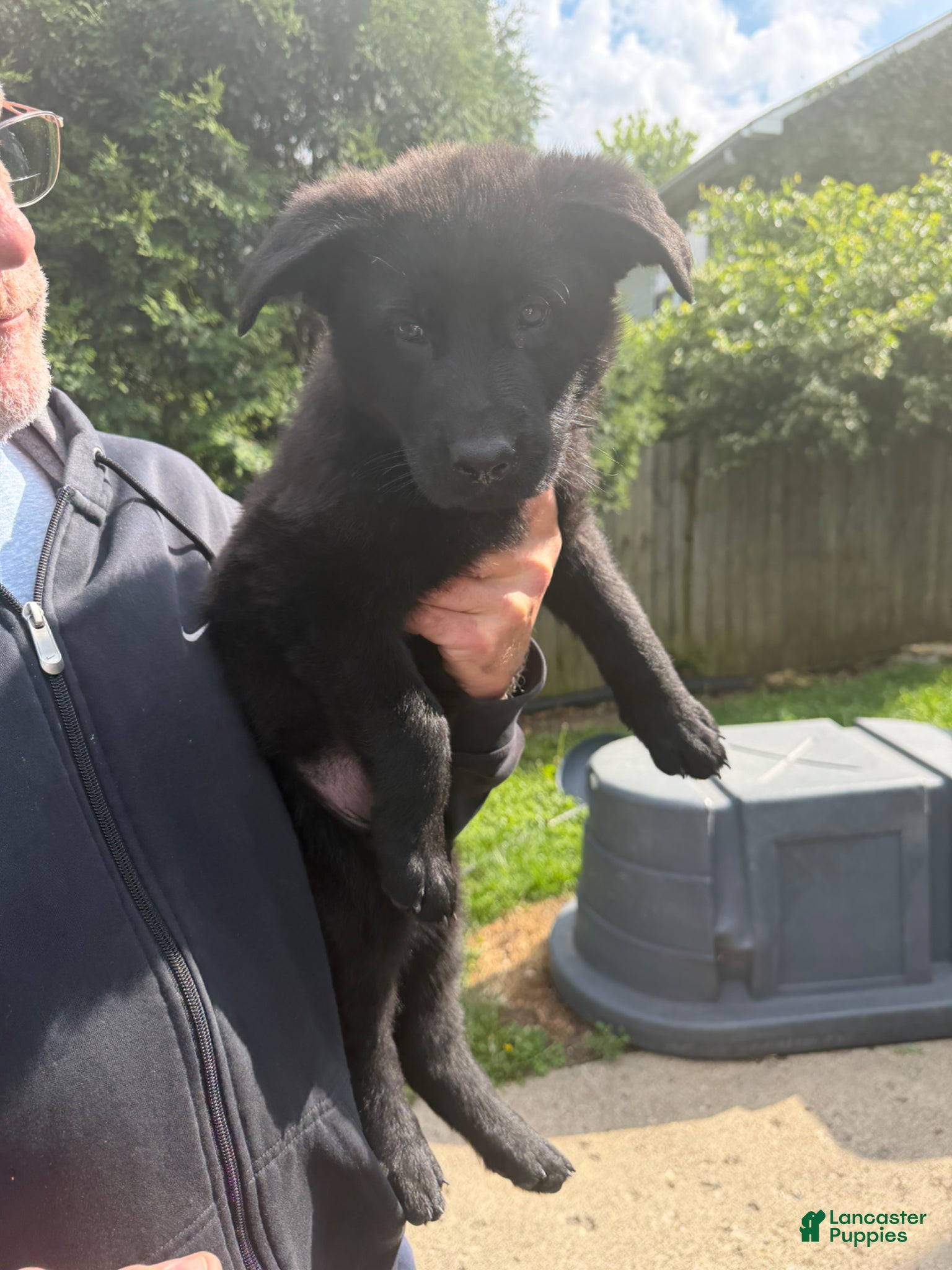 German Shepherd dogs German Shepherd Puppy 1 - Ad 1