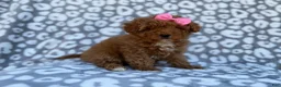 Cavapoo dogs for sale: Scarlett - Ad 4