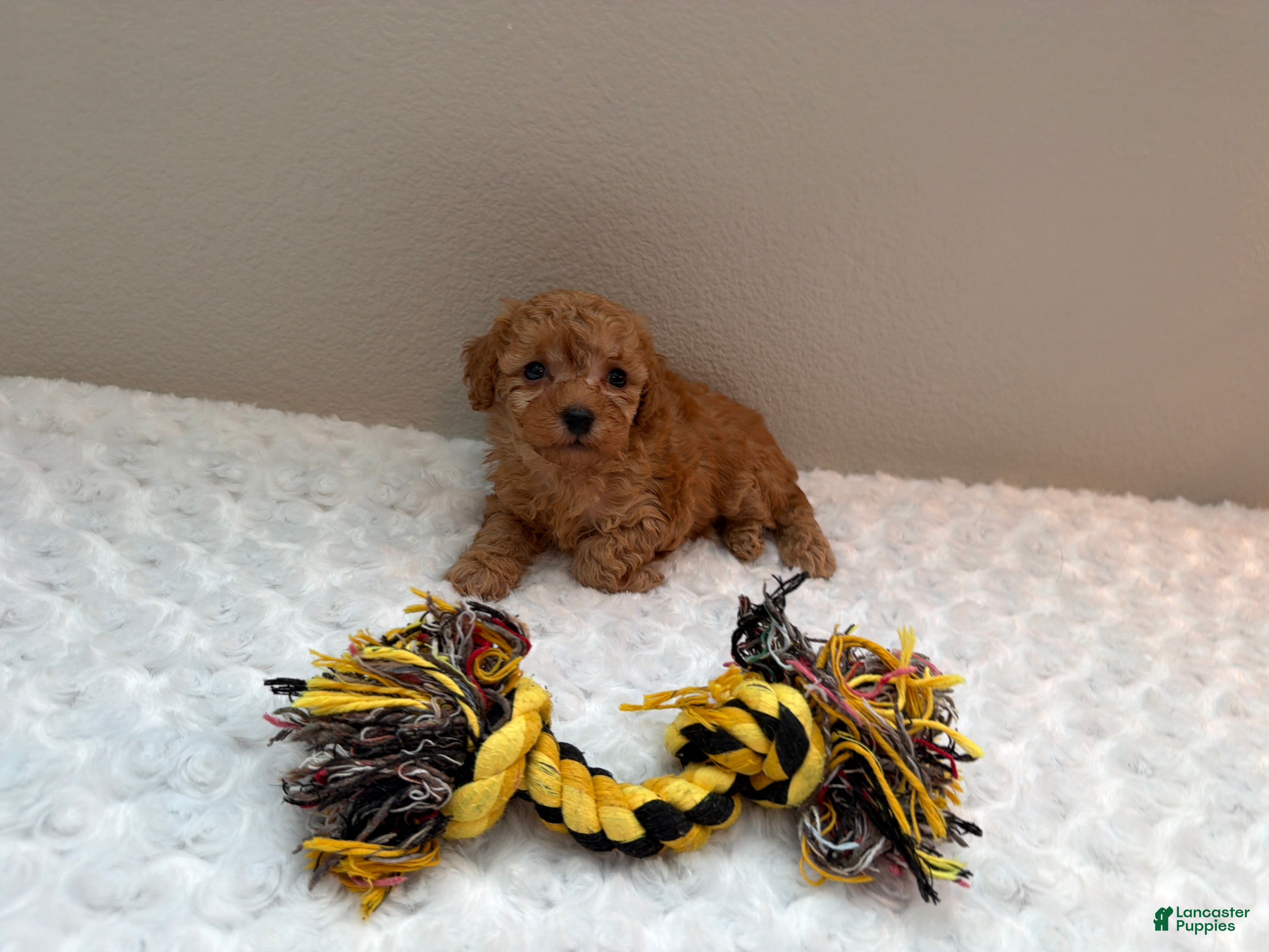 Toy Poodle dogs Teacup Toy Poodle boy  - Ad 2