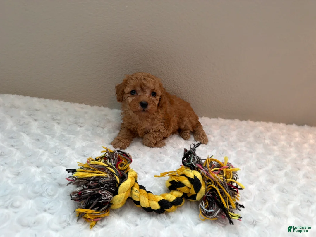 Toy Poodle dogs for sale: Teacup Toy Poodle boy  - Ad 2
