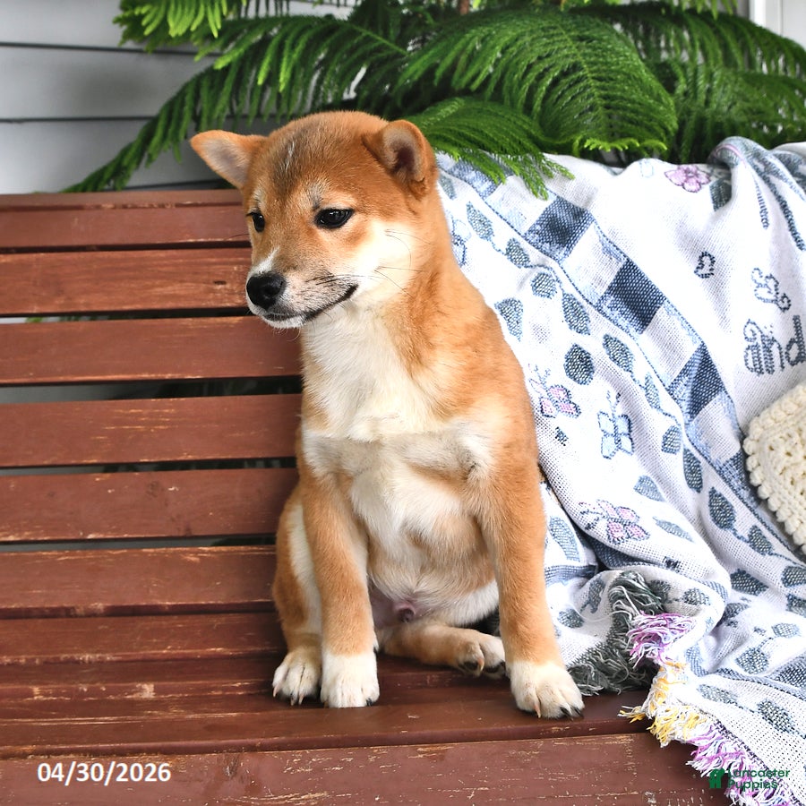 Shiba Inu dogs Denny - Ad 2