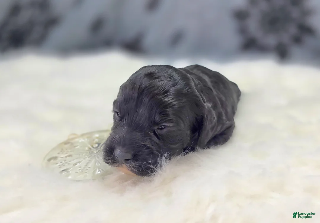 Cockapoo dogs for sale: Sirius - Ad 4