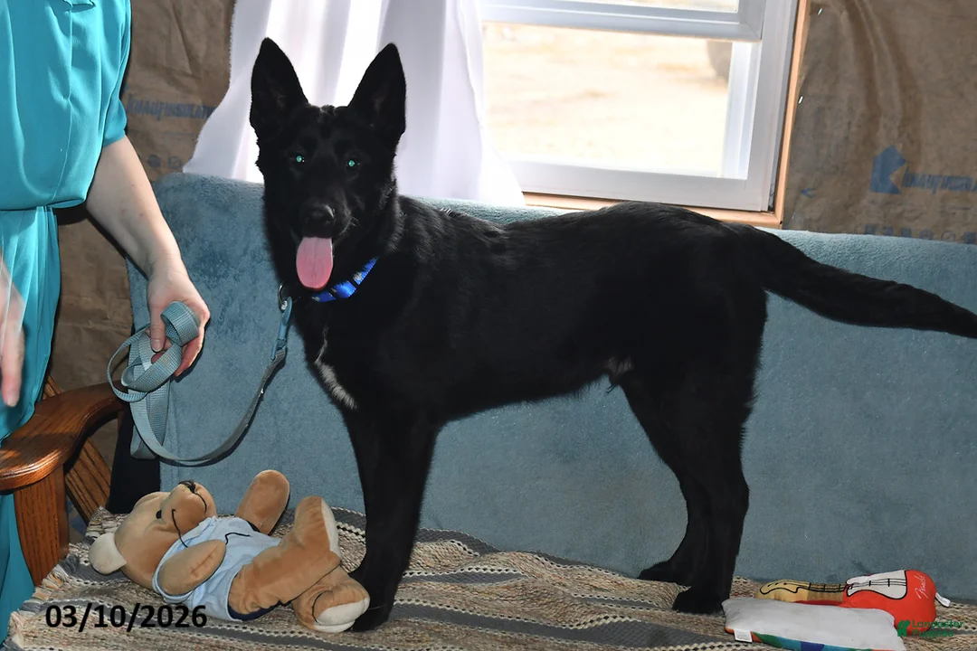 Belgian Malinois dogs for sale: Apollo - Ad 1