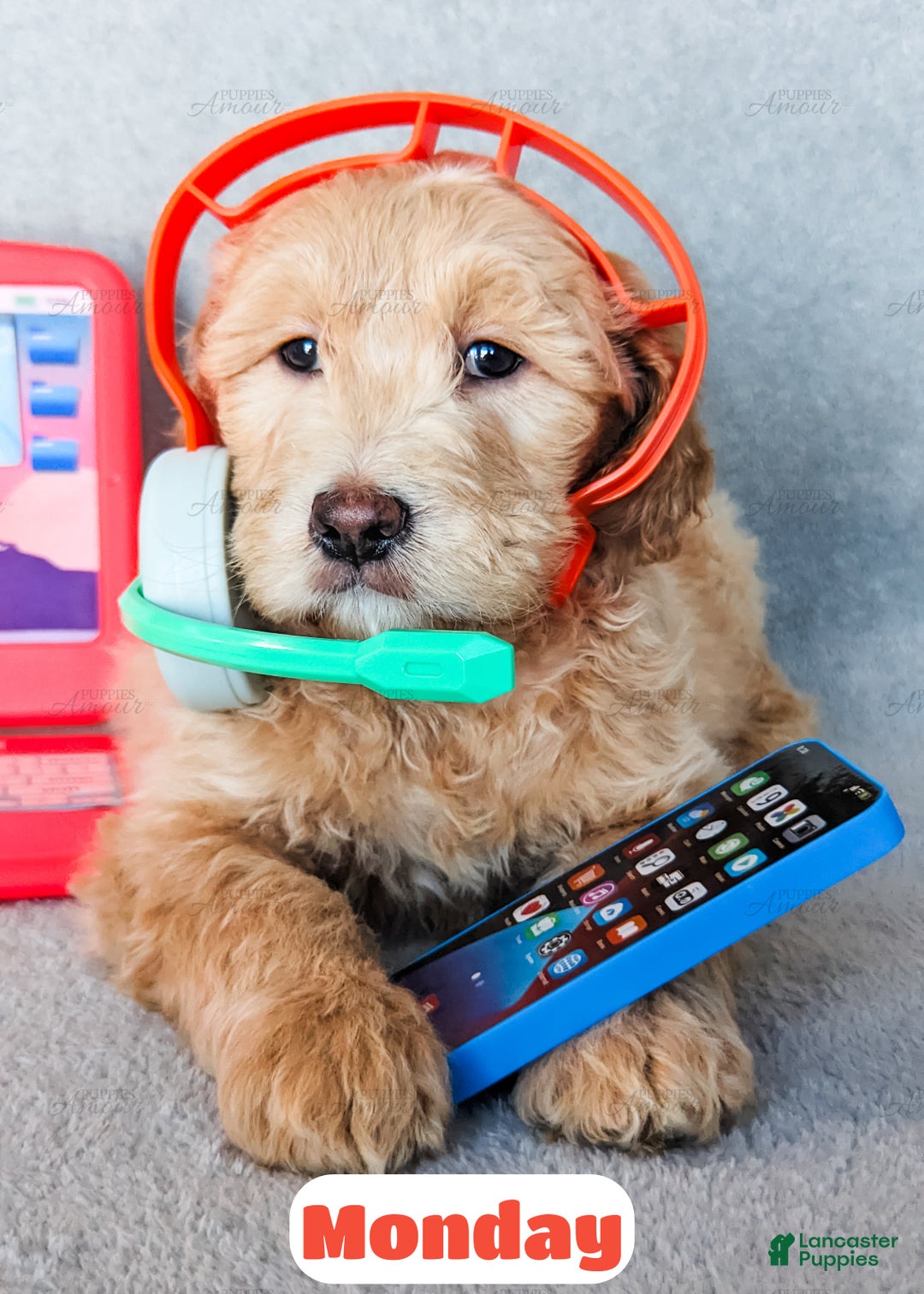 Goldendoodle dogs for sale: Monday - Ad 5