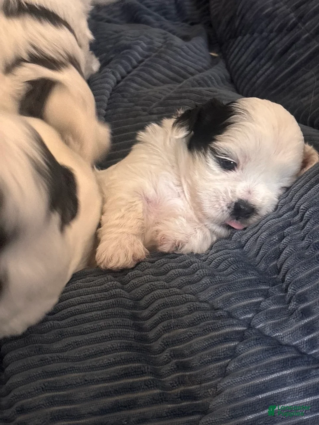 Shih Tzu dogs for sale: Shih Tzu 1 - Ad 1