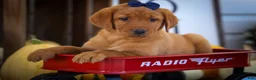 Labrador Retriever dogs for sale: NATHAN - Ad 11