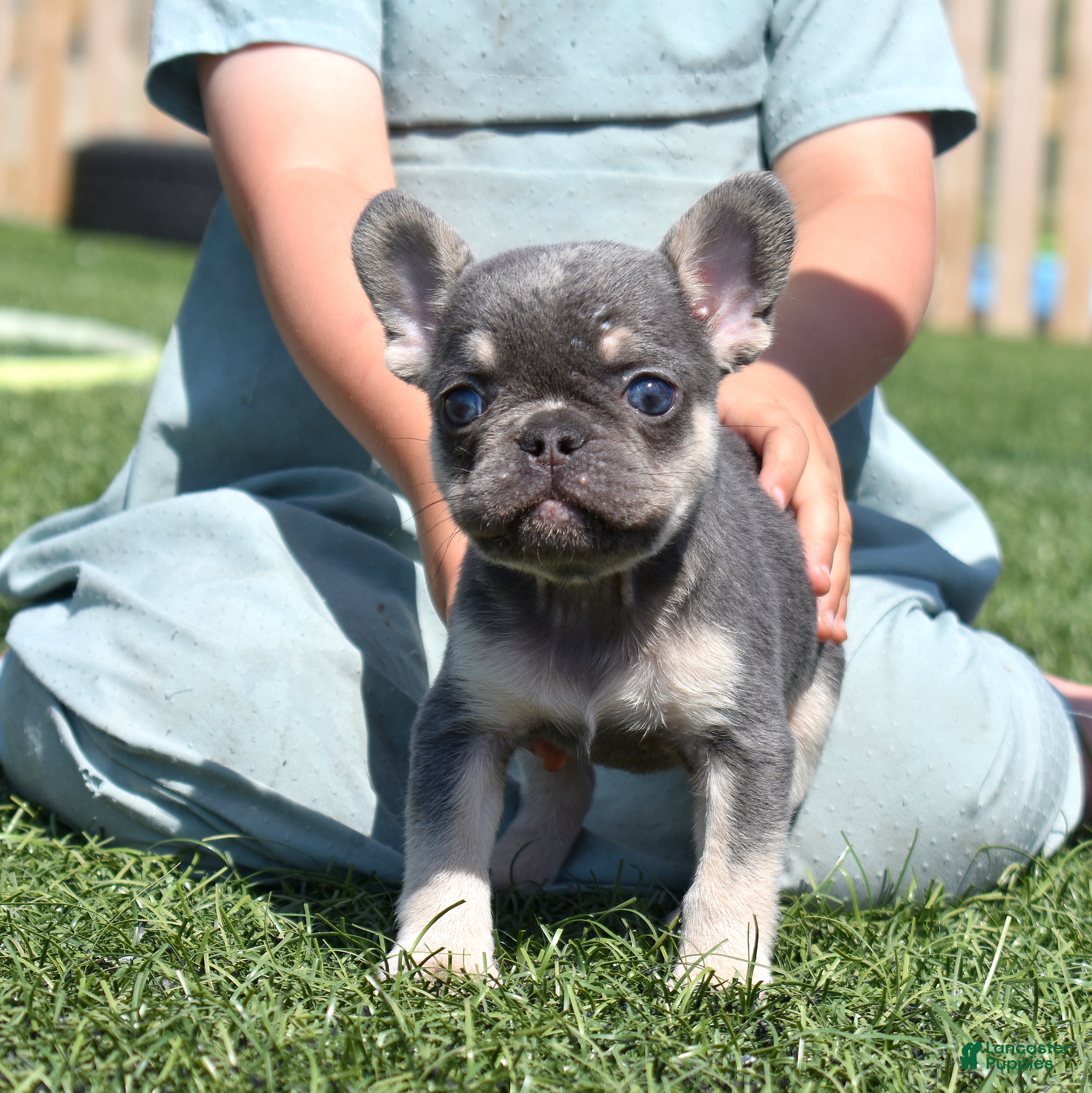 French Bulldog dogs Warrior  - Ad 1