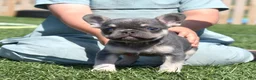 French Bulldog dogs for sale: Warrior  - Ad 1