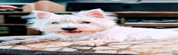 West Highland Terrier dogs for sale: West Highland Terrier - Ad 7