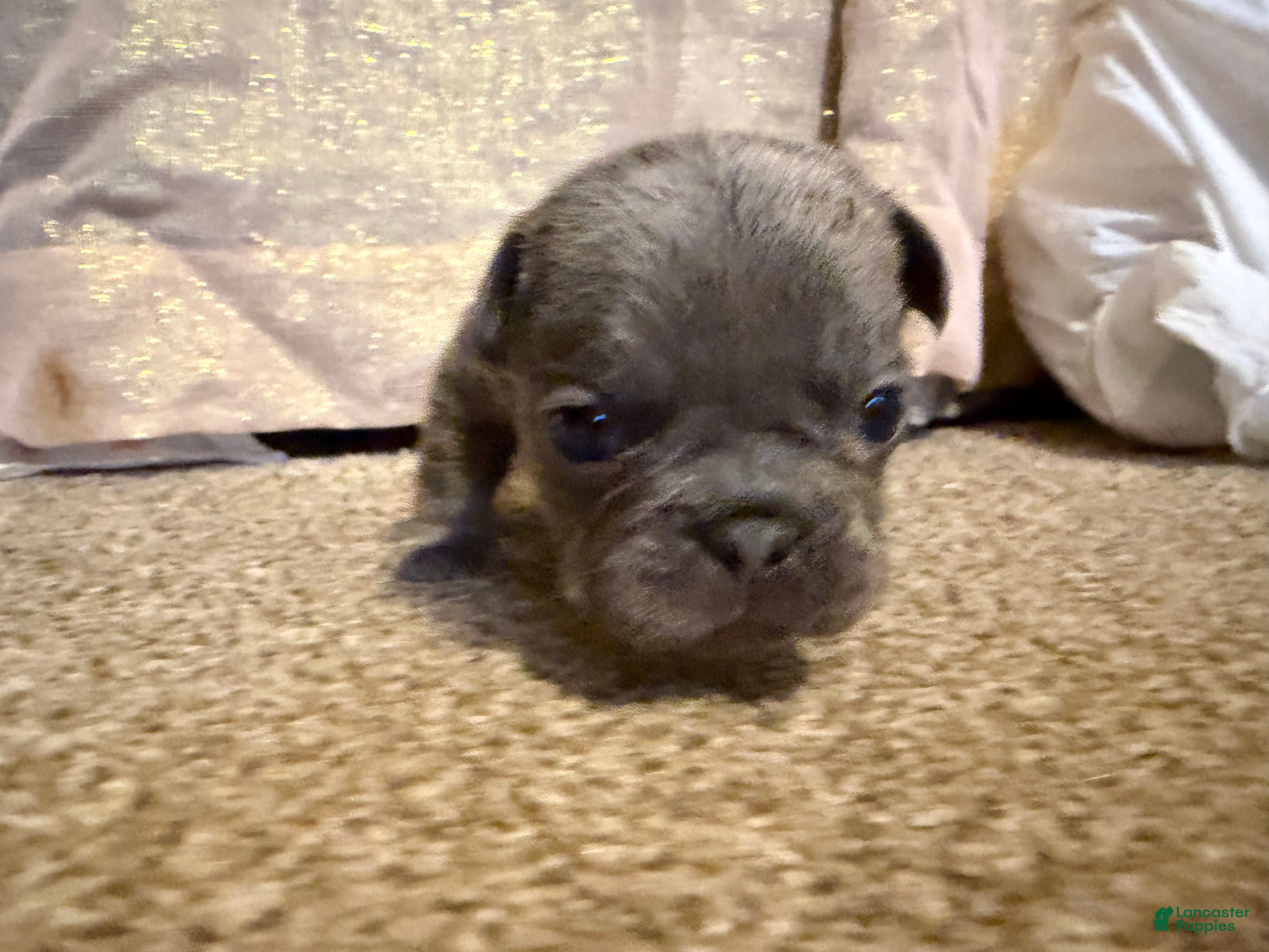 French Bulldog dogs French Bulldog Puppy 6 - Ad 1