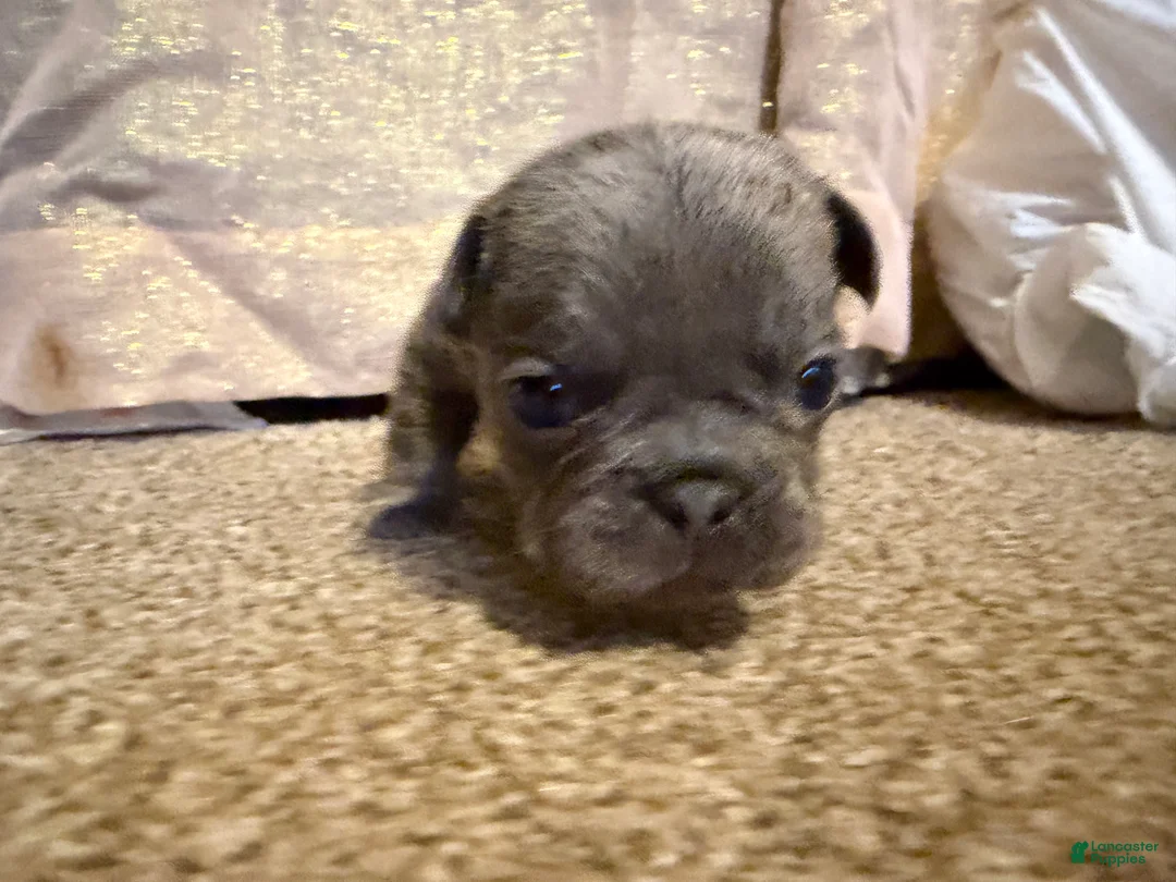 French Bulldog dogs for sale: French Bulldog Puppy 6 - Ad 1