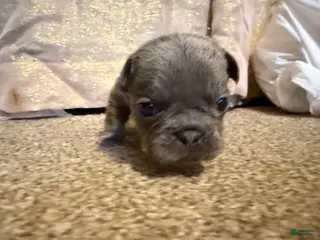 French Bulldog dogs French Bulldog Puppy 6 - Ad 1