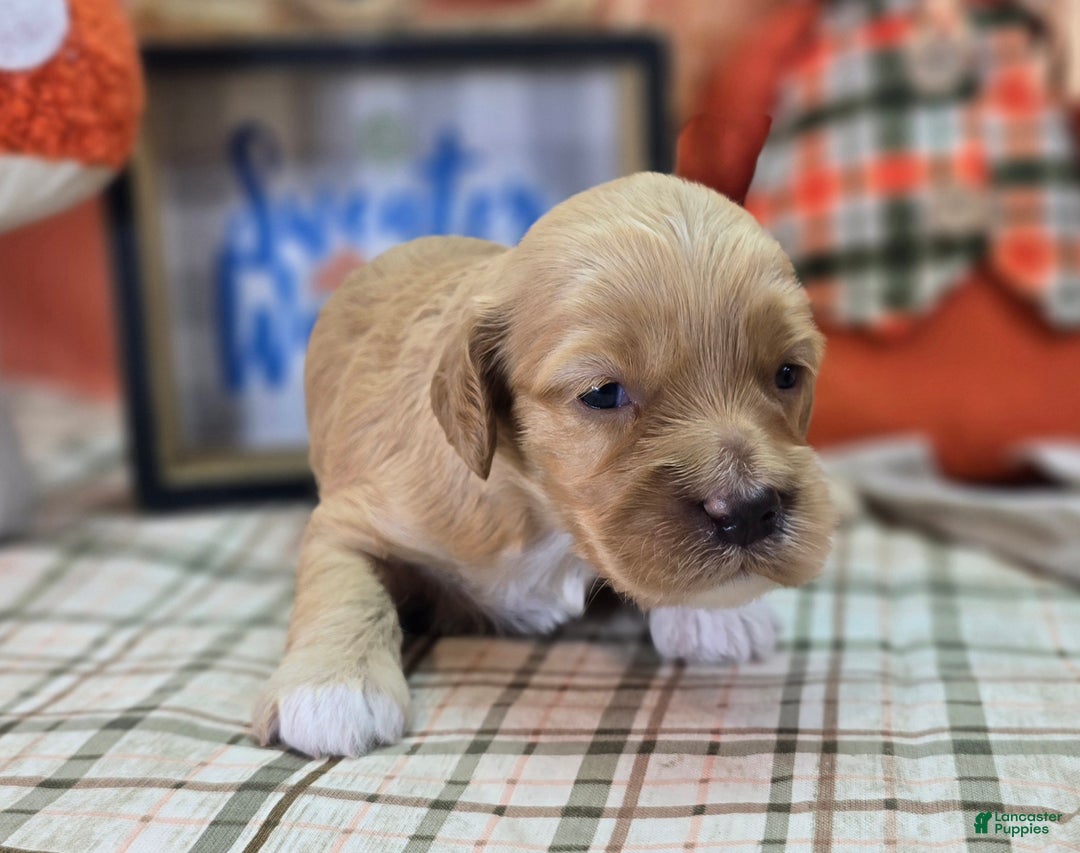 Cockapoo dogs for sale: Captain Walden - Ad 13