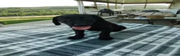 Labrador Retriever dogs for sale: Max - Ad 1